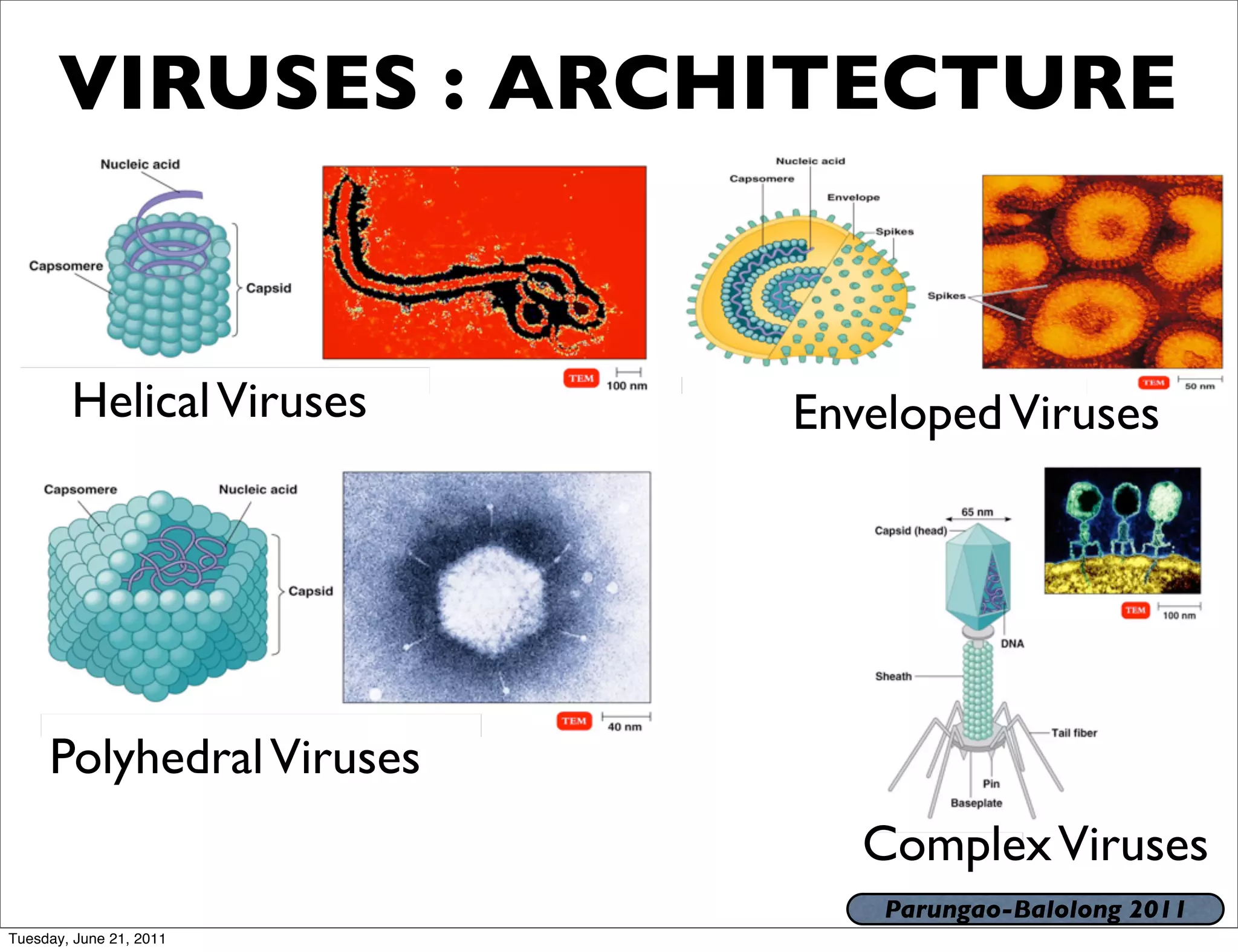 VIRUSES : ARCHITECTURE


        Helical Viruses   Enveloped Viruses




     Polyhedral Viruses
                             Complex Viruses
                              Parungao-Balolong 2011
Tuesday, June 21, 2011
 