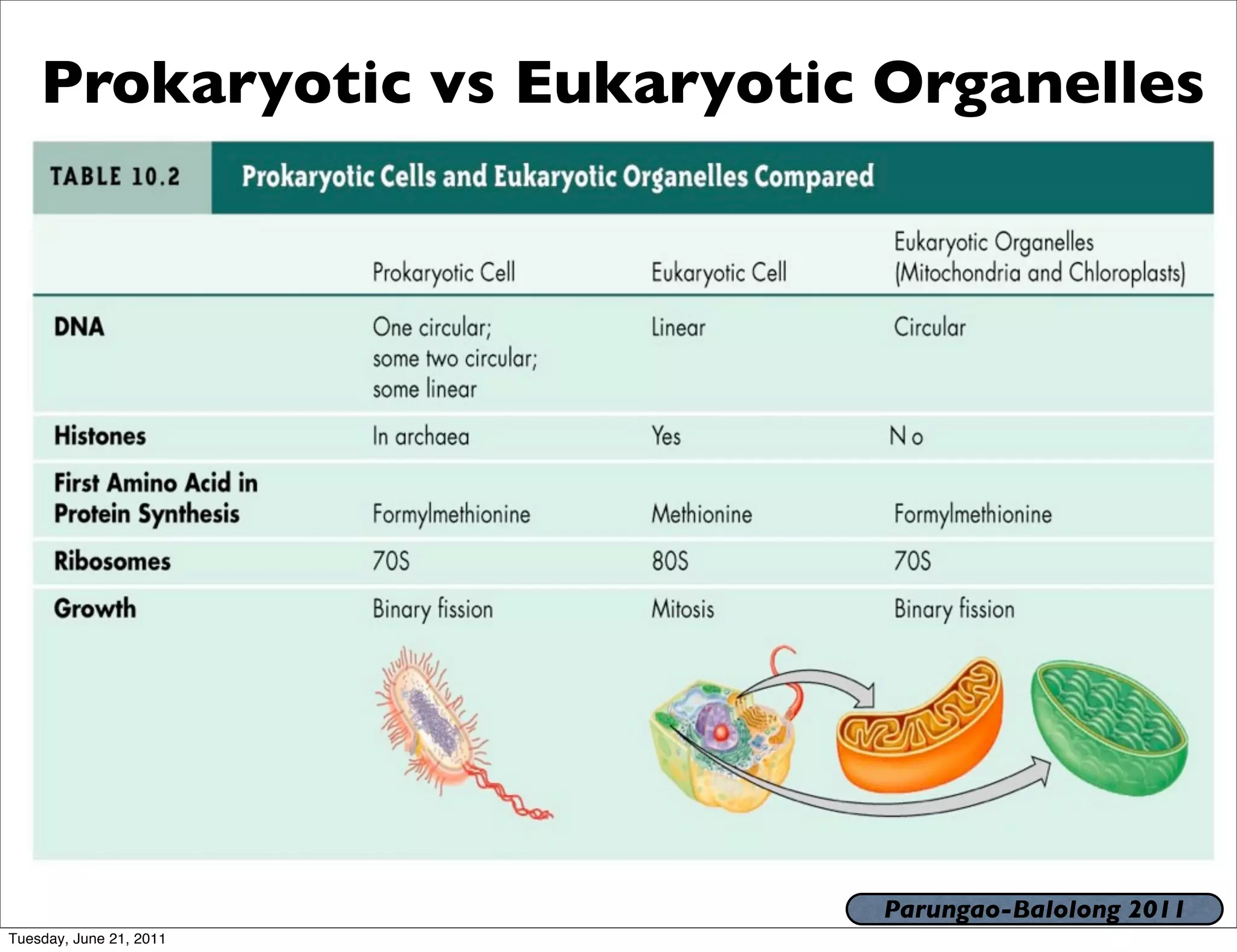 Prokaryotic vs Eukaryotic Organelles




                              Parungao-Balolong 2011
Tuesday, June 21, 2011
 