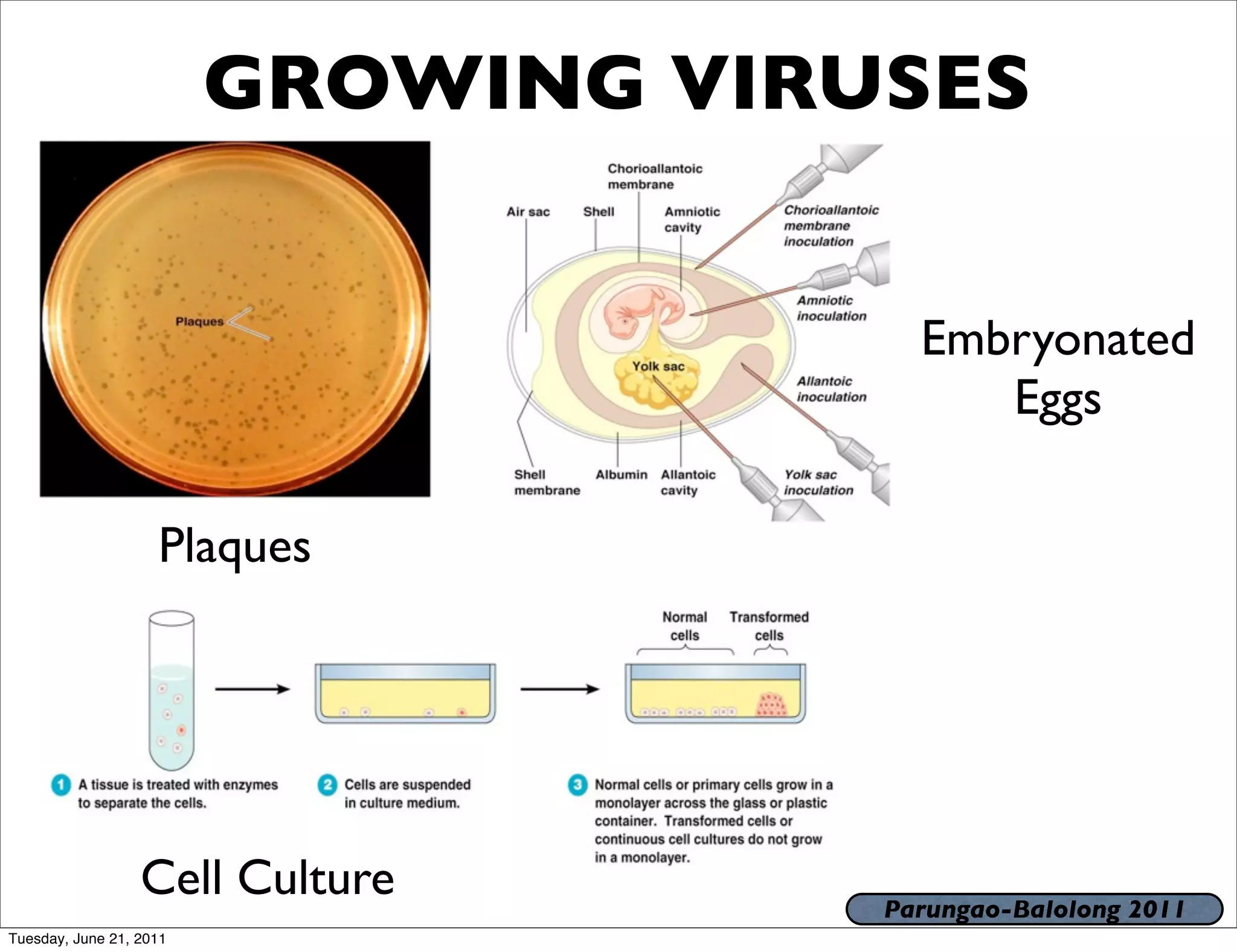GROWING VIRUSES


                                       Embryonated
                                          Eggs

                    Plaques




                  Cell Culture       Parungao-Balolong 2011
Tuesday, June 21, 2011
 