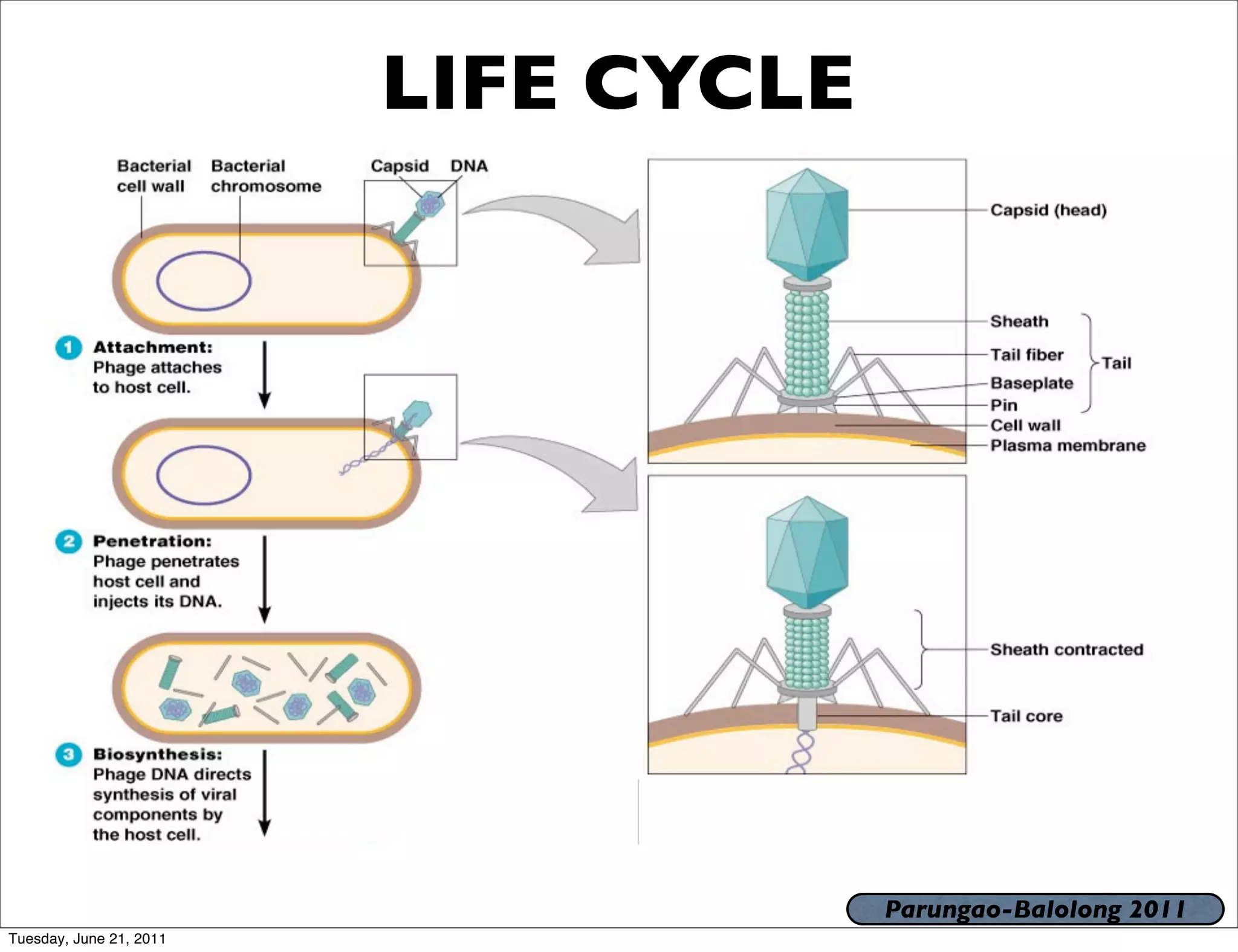 LIFE CYCLE




                                      Parungao-Balolong 2011
Tuesday, June 21, 2011
 