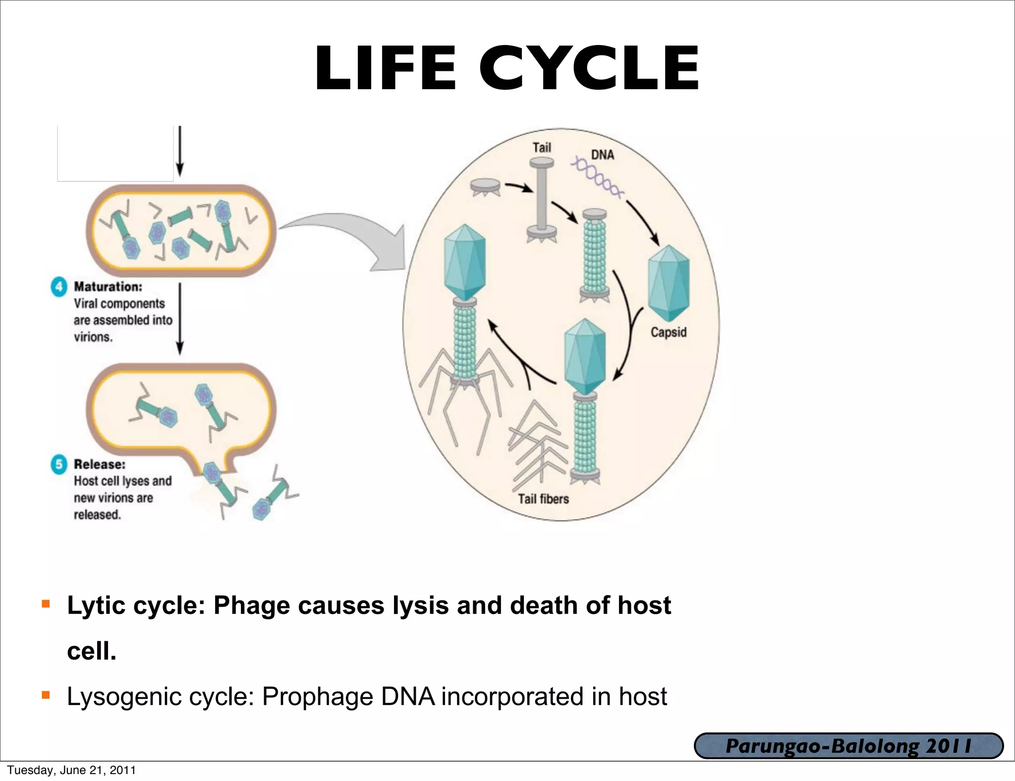 LIFE CYCLE




      Lytic cycle: Phage causes lysis and death of host
          cell.
      Lysogenic cycle: Prophage DNA incorporated in host
                                                            Parungao-Balolong 2011
Tuesday, June 21, 2011
 