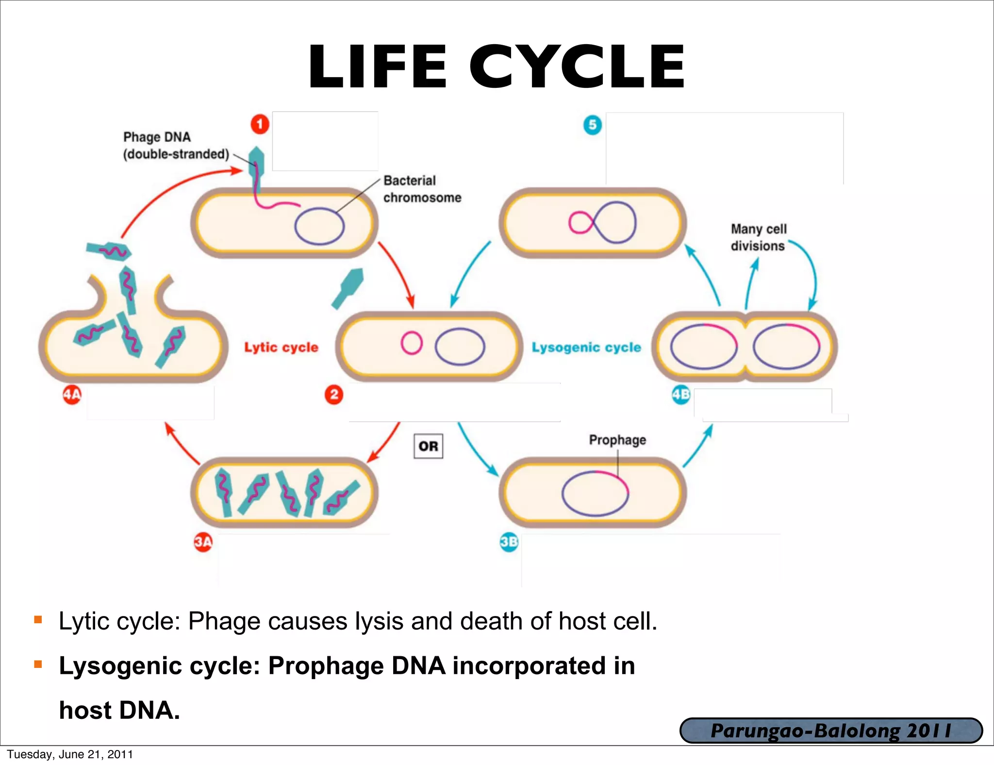 LIFE CYCLE




     Lytic cycle: Phage causes lysis and death of host cell.
     Lysogenic cycle: Prophage DNA incorporated in
        host DNA.
                                                                Parungao-Balolong 2011
Tuesday, June 21, 2011
 