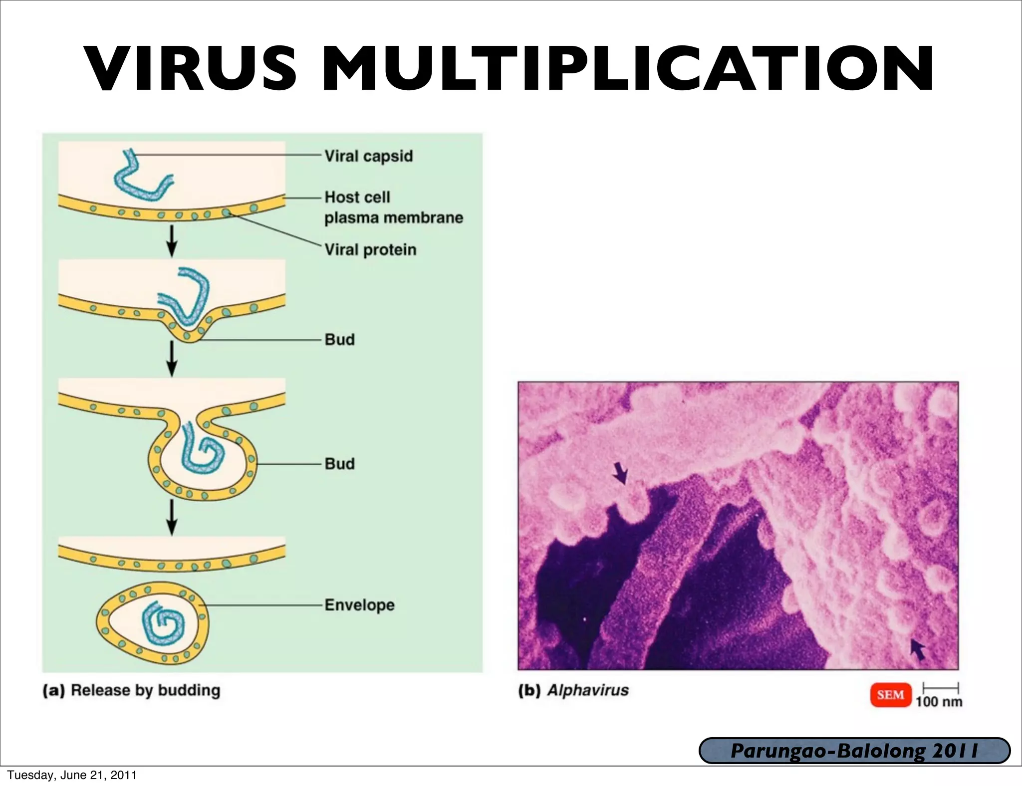 VIRUS MULTIPLICATION




                           Parungao-Balolong 2011
Tuesday, June 21, 2011
 
