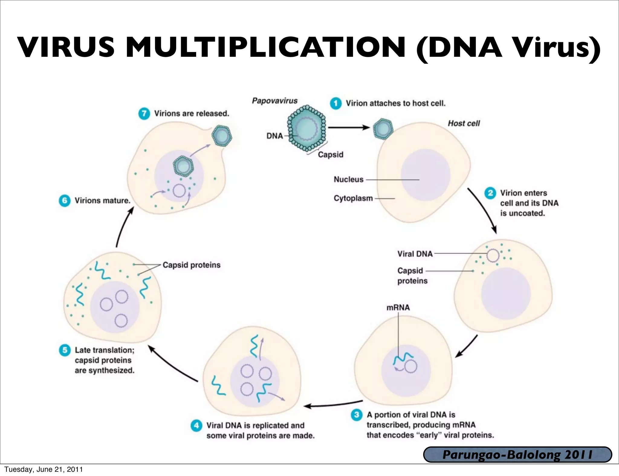 VIRUS MULTIPLICATION (DNA Virus)




                          Parungao-Balolong 2011
Tuesday, June 21, 2011
 