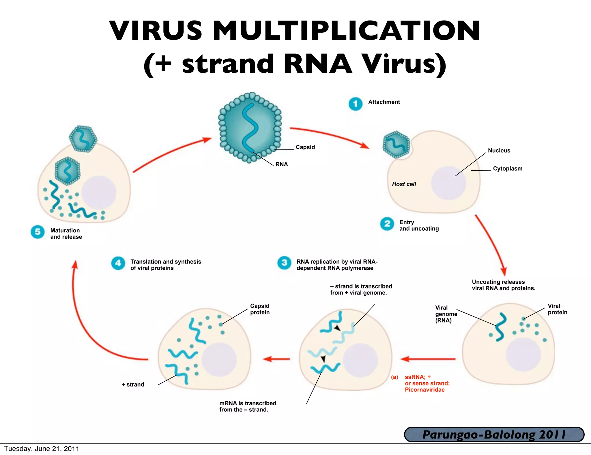VIRUS MULTIPLICATION
                             (+ strand RNA Virus)
                                                                                                              Attachment




                                                                                    Capsid
                                                                                                                                                     Nucleus

                                                                              RNA
                                                                                                                                                       Cytoplasm

                                                                                                                      Host cell




                                                                                                                            Entry
             Maturation                                                                                                     and uncoating
             and release



                              Translation and synthesis                             RNA replication by viral RNA-
                              of viral proteins                                     dependent RNA polymerase

                                                                                                                                                Uncoating releases
                                                                                                – strand is transcribed                         viral RNA and proteins.
                                                                                                from + viral genome.

                                                                    Capsid                                                             Viral                              Viral
                                                                    protein                                                            genome                             protein
                                                                                                                                       (RNA)




                                                                                                                      (a)    ssRNA; +
                           + strand                                                                                          or sense strand;
                                                                                                                             Picornaviridae

                                                          mRNA is transcribed
                                                          from the – strand.



                                                                                                                                   Parungao-Balolong 2011
Tuesday, June 21, 2011
 