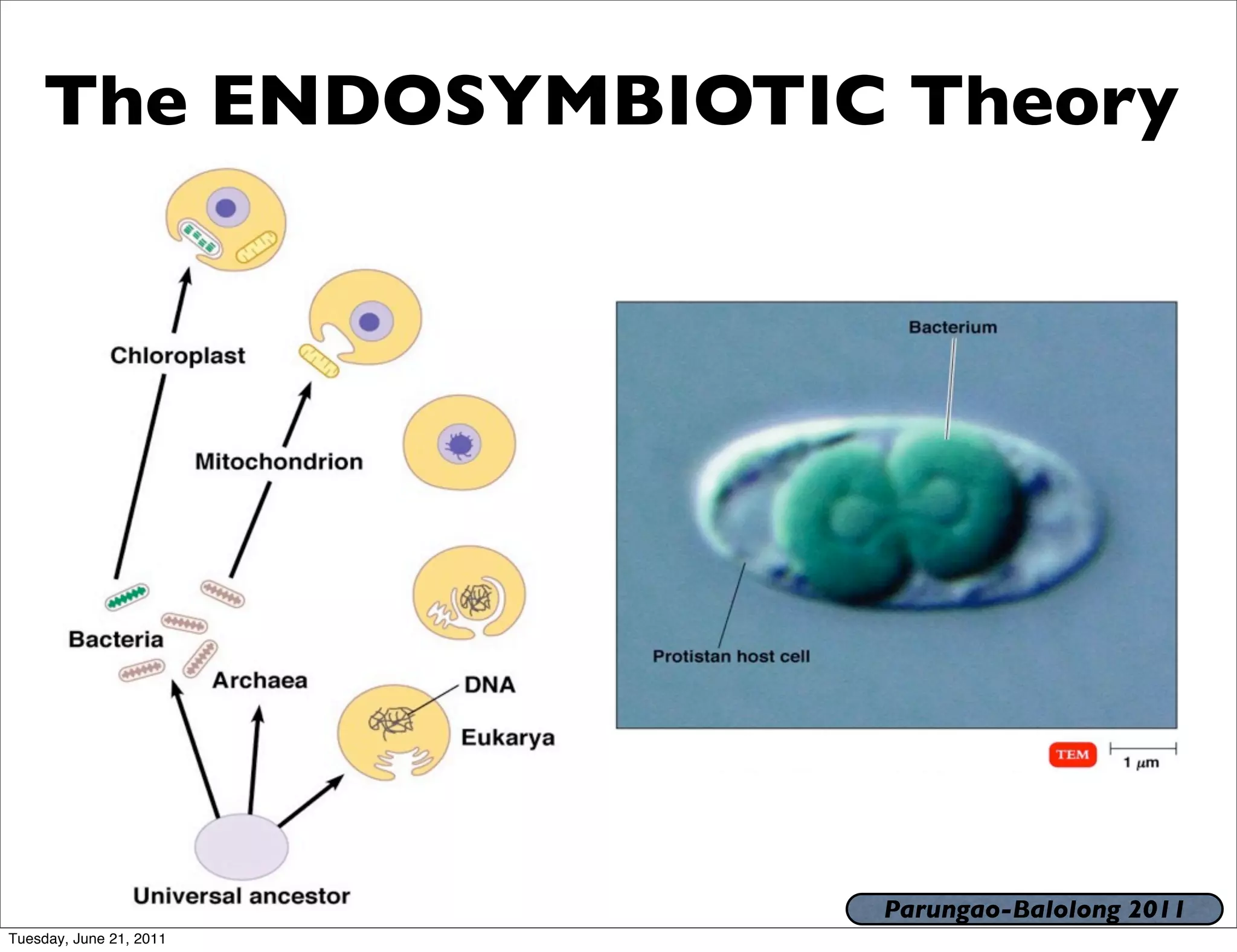 The ENDOSYMBIOTIC Theory




                         Parungao-Balolong 2011
Tuesday, June 21, 2011
 