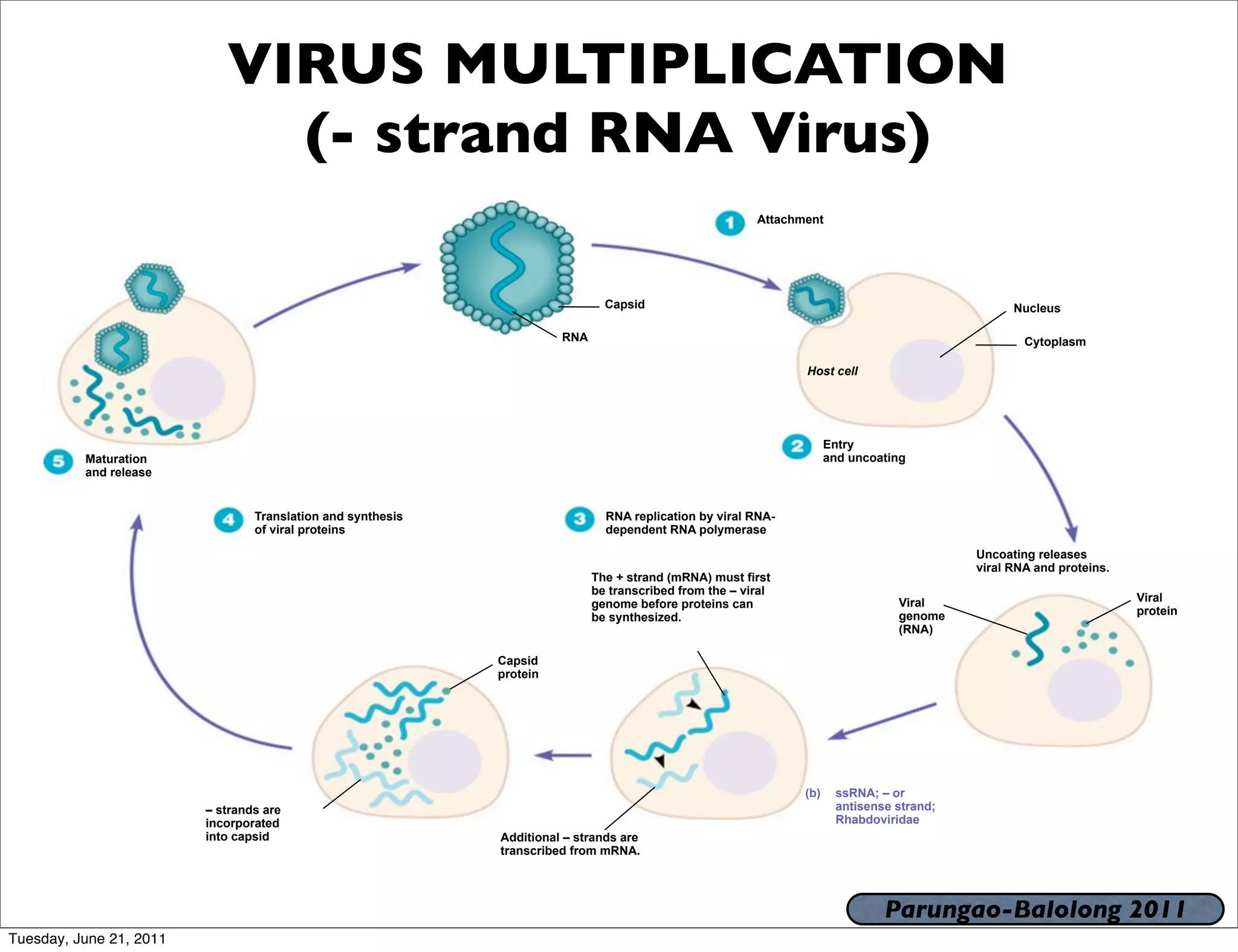 VIRUS MULTIPLICATION
                              (- strand RNA Virus)
                                                                                                         Attachment




                                                                               Capsid                                                            Nucleus

                                                                       RNA                                                                         Cytoplasm

                                                                                                                Host cell




                                                                                                                      Entry
          Maturation                                                                                                  and uncoating
          and release


                                 Translation and synthesis                     RNA replication by viral RNA-
                                 of viral proteins                             dependent RNA polymerase

                                                                                                                                           Uncoating releases
                                                                                                                                           viral RNA and proteins.
                                                                             The + strand (mRNA) must first
                                                                             be transcribed from the – viral
                                                                                                                                 Viral                               Viral
                                                                             genome before proteins can
                                                                                                                                 genome                              protein
                                                                             be synthesized.
                                                                                                                                 (RNA)

                                                             Capsid
                                                             protein




                                                                                                                (b)    ssRNA; – or
                         – strands are                                                                                 antisense strand;
                         incorporated                                                                                  Rhabdoviridae
                         into capsid                         Additional – strands are
                                                             transcribed from mRNA.




                                                                                                                               Parungao-Balolong 2011
Tuesday, June 21, 2011
 