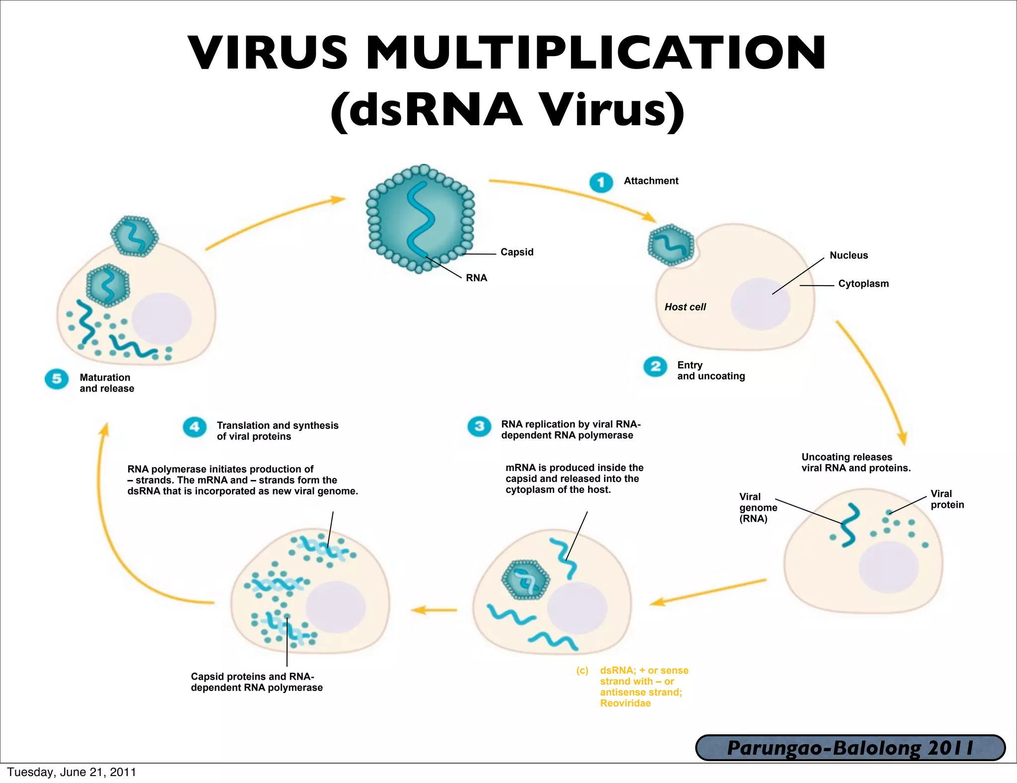 VIRUS MULTIPLICATION
                                     (dsRNA Virus)
                                                                                                      Attachment




                                                                             Capsid                                                      Nucleus

                                                                       RNA
                                                                                                                                           Cytoplasm

                                                                                                              Host cell




                                                                                                                Entry
            Maturation                                                                                          and uncoating
            and release


                                       Translation and synthesis             RNA replication by viral RNA-
                                       of viral proteins                     dependent RNA polymerase

                                                                                                                                    Uncoating releases
                     RNA polymerase initiates production of                  mRNA is produced inside the                            viral RNA and proteins.
                     – strands. The mRNA and – strands form the              capsid and released into the
                     dsRNA that is incorporated as new viral genome.         cytoplasm of the host.                                                           Viral
                                                                                                                           Viral
                                                                                                                           genome                             protein
                                                                                                                           (RNA)




                                                                                            (c)   dsRNA; + or sense
                                 Capsid proteins and RNA-                                         strand with – or
                                 dependent RNA polymerase                                         antisense strand;
                                                                                                  Reoviridae



                                                                                                                          Parungao-Balolong 2011
Tuesday, June 21, 2011
 