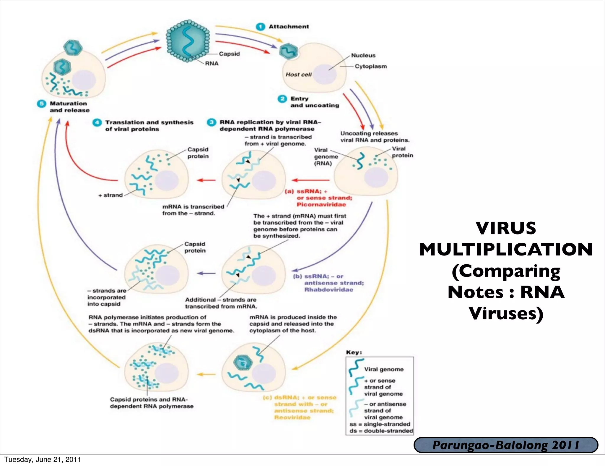 VIRUS
                         MULTIPLICATION
                           (Comparing
                           Notes : RNA
                             Viruses)




                          Parungao-Balolong 2011
Tuesday, June 21, 2011
 