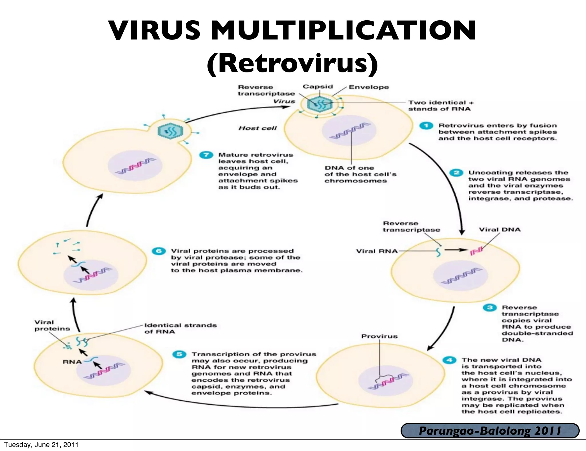 VIRUS MULTIPLICATION
                               (Retrovirus)




                                         Parungao-Balolong 2011
Tuesday, June 21, 2011
 