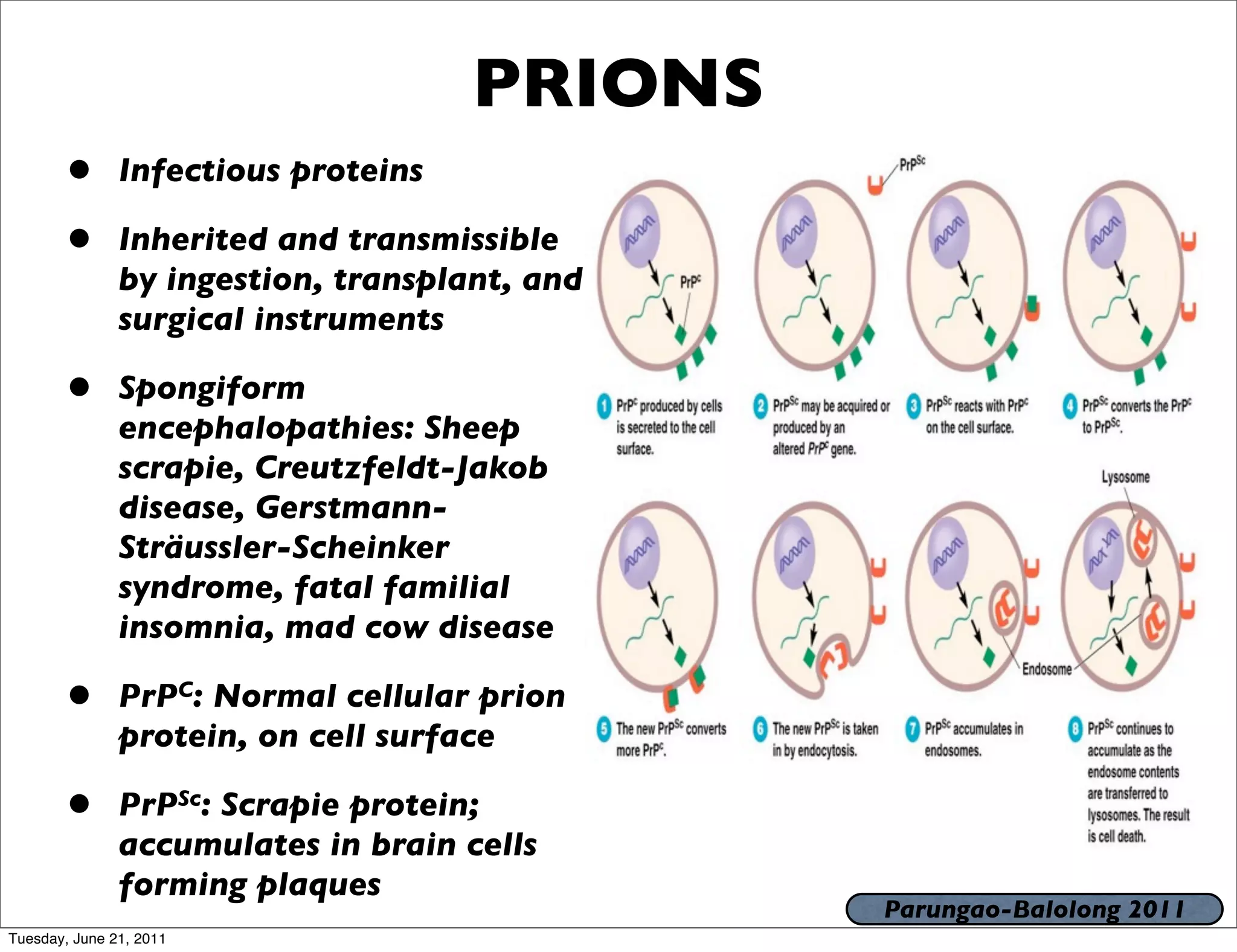 PRIONS
       •       Infectious proteins

       •       Inherited and transmissible
               by ingestion, transplant, and
               surgical instruments

       •       Spongiform
               encephalopathies: Sheep
               scrapie, Creutzfeldt-Jakob
               disease, Gerstmann-
               Sträussler-Scheinker
               syndrome, fatal familial
               insomnia, mad cow disease

       •       PrPC: Normal cellular prion
               protein, on cell surface

       •       PrPSc: Scrapie protein;
               accumulates in brain cells
               forming plaques
                                               Parungao-Balolong 2011
Tuesday, June 21, 2011
 