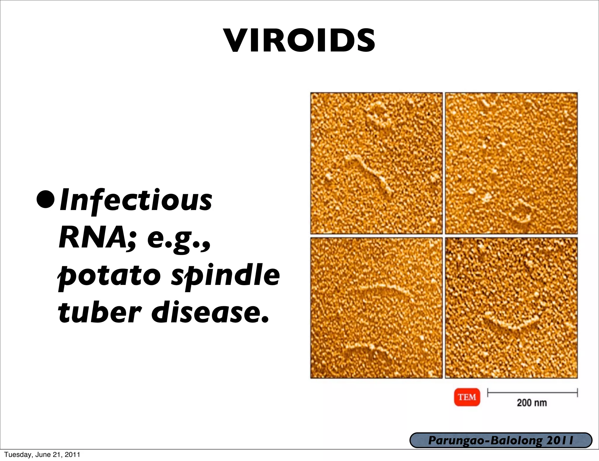VIROIDS



       •       Infectious
               RNA; e.g.,
               potato spindle
               tuber disease.


                                   Parungao-Balolong 2011
Tuesday, June 21, 2011
 