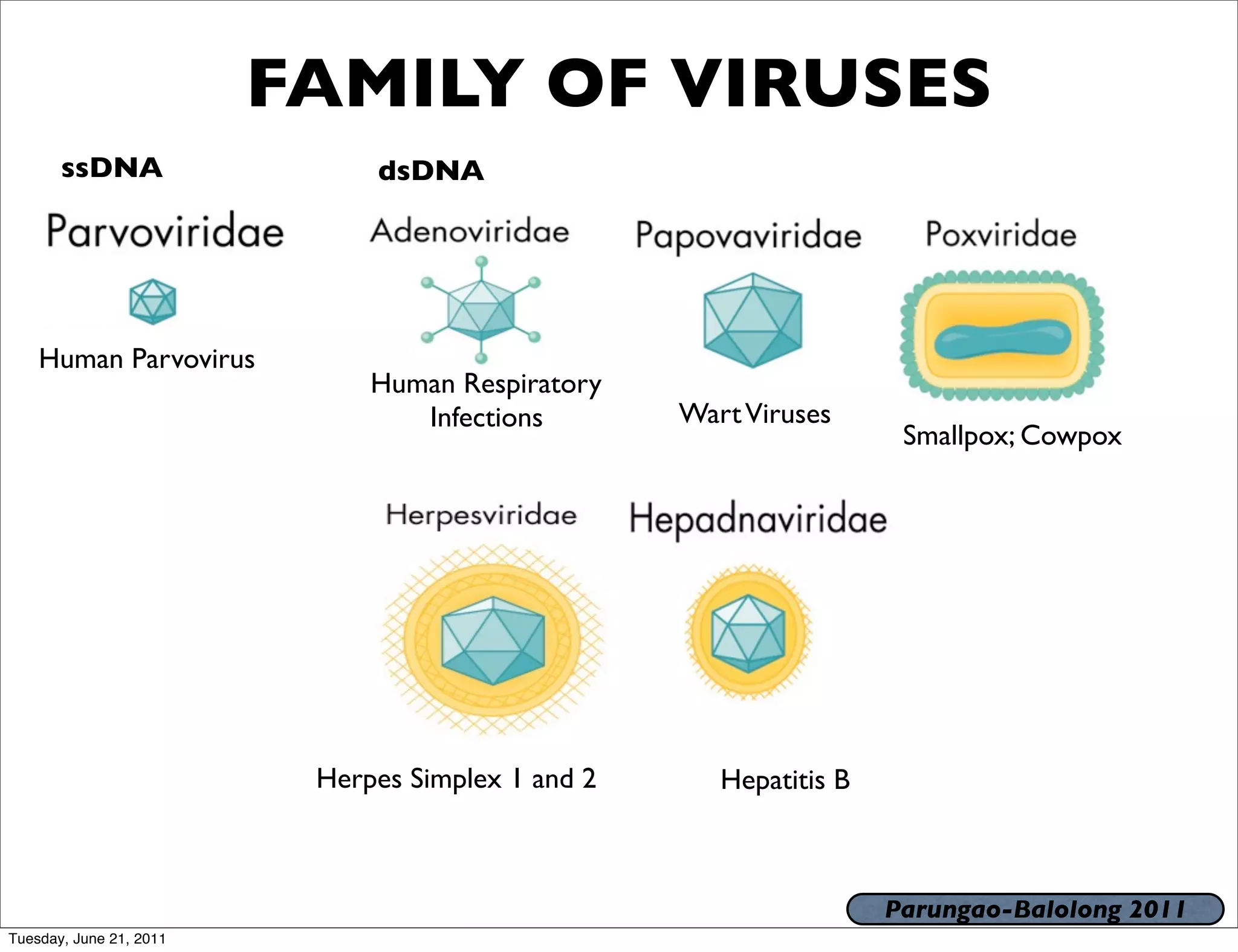 FAMILY OF VIRUSES
       ssDNA                  dsDNA




    Human Parvovirus
                              Human Respiratory
                                 Infections        Wart Viruses
                                                                     Smallpox; Cowpox




                          Herpes Simplex 1 and 2      Hepatitis B



                                                                    Parungao-Balolong 2011
Tuesday, June 21, 2011
 