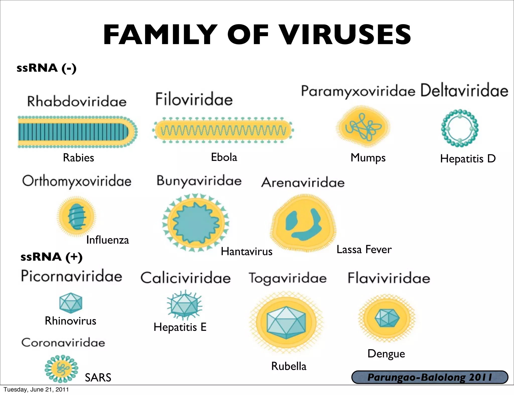 FAMILY OF VIRUSES
    ssRNA (-)




                   Rabies                         Ebola                 Mumps           Hepatitis D




                         Inﬂuenza
                                                   Hantavirus         Lassa Fever
     ssRNA (+)




             Rhinovirus
                                    Hepatitis E

                                                                            Dengue
                                                            Rubella
                         SARS                                               Parungao-Balolong 2011
Tuesday, June 21, 2011
 