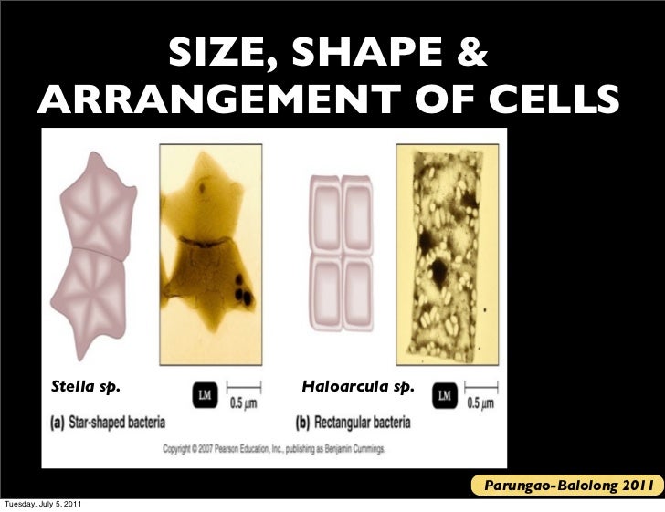 Bio 120 lecture 3 2011 2012