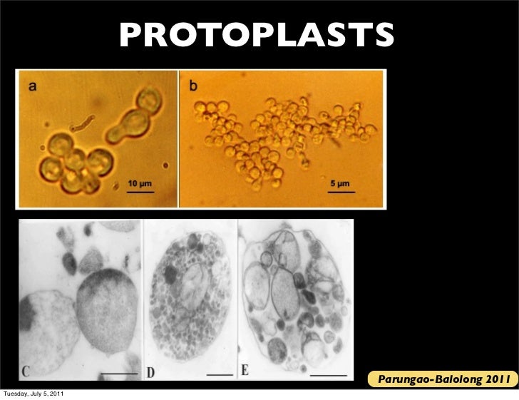 Bio 120 lecture 3 2011 2012