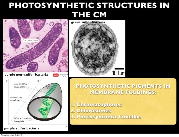 B io 120 lecture 3 2012 2013