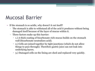 Mucosal Barrier
• If the stomach is so acidic, why doesn’t it eat itself?
▫ The stomach is able to withstand all of the acid it produces without being
damaged itself because of the layer of mucus within it.
▫ Three factors make up this barrier:
 1.) A thick coating of bicarbonate-rich mucus builds on the stomach
wall (bicarbonate neutralizes acid).
 2.) Cells are joined together by tight junctions (which do not allow
things to pass through). Therefore gastric juice can not leak into
underlying layers.
 3.) Damaged cells on the lining are shed and replaced very quickly.
 