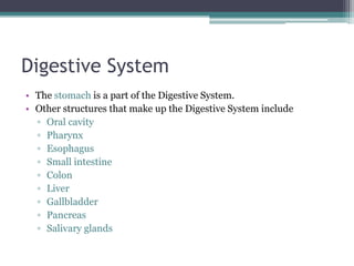 Digestive System
• The stomach is a part of the Digestive System.
• Other structures that make up the Digestive System include
▫ Oral cavity
▫ Pharynx
▫ Esophagus
▫ Small intestine
▫ Colon
▫ Liver
▫ Gallbladder
▫ Pancreas
▫ Salivary glands
 