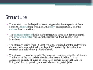 Structure
• The stomach is a J-shaped muscular organ that is composed of three
parts: the fundus (upper region), the body (main portion), and the
antrum (lower portion).
• The cardiac sphincter keeps food from going back into the esophagus.
The pyloric sphincter regulates the passage of food into the small
intestines.
• The stomach varies from 15 to 25 cm long, and its diameter and volume
depend on how much food is within it. When totally distended the
stomach can hold about 4 Liters of food.
• The stomach contains muscle fibers, nerve tissues, and epithelial tissue.
The lining of the stomach is simple columnar epithelium tissue
composed entirely of mucous cells. Deep gastric pits are all over the
lining and lead to gastric glands which secrete gastric juice.
 