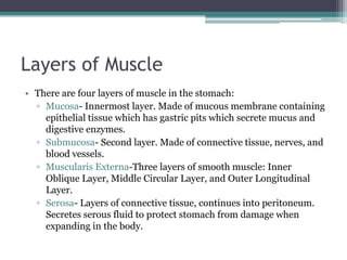 Layers of Muscle
• There are four layers of muscle in the stomach:
▫ Mucosa- Innermost layer. Made of mucous membrane containing
epithelial tissue which has gastric pits which secrete mucus and
digestive enzymes.
▫ Submucosa- Second layer. Made of connective tissue, nerves, and
blood vessels.
▫ Muscularis Externa-Three layers of smooth muscle: Inner
Oblique Layer, Middle Circular Layer, and Outer Longitudinal
Layer.
▫ Serosa- Layers of connective tissue, continues into peritoneum.
Secretes serous fluid to protect stomach from damage when
expanding in the body.
 
