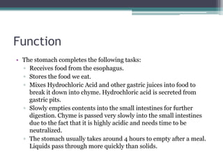 Function
• The stomach completes the following tasks:
▫ Receives food from the esophagus.
▫ Stores the food we eat.
▫ Mixes Hydrochloric Acid and other gastric juices into food to
break it down into chyme. Hydrochloric acid is secreted from
gastric pits.
▫ Slowly empties contents into the small intestines for further
digestion. Chyme is passed very slowly into the small intestines
due to the fact that it is highly acidic and needs time to be
neutralized.
▫ The stomach usually takes around 4 hours to empty after a meal.
Liquids pass through more quickly than solids.
 