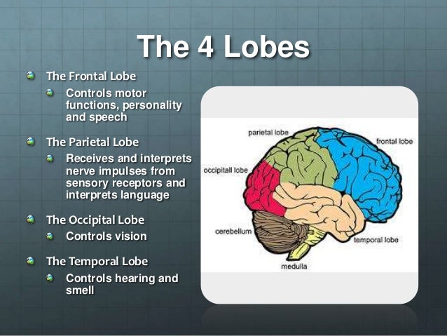 cerebellum-location