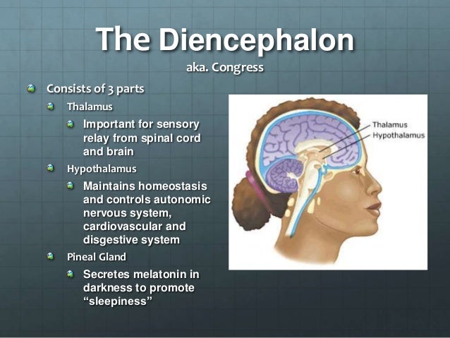 of system parts nervous 120 BIO Presentation: Brain The