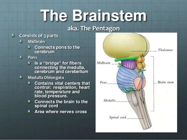 BIO 120 Presentation: The Brain