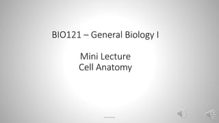 BIO121 – General Biology I
Mini Lecture
Cell Anatomy
Cell Anatomy 1
 
