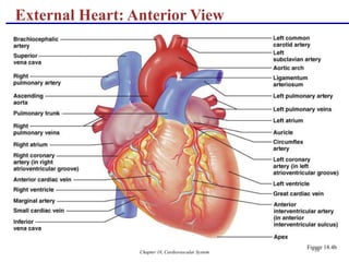 Chapter 18, Cardiovascular System 10
External Heart: Anterior View
Figure 18.4b
 