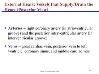 Chapter 18, Cardiovascular System 12
 Arteries – right coronary artery (in atrioventricular
groove) and the posterior interventricular artery (in
interventricular groove)
 Veins – great cardiac vein, posterior vein to left
ventricle, coronary sinus, and middle cardiac vein
External Heart: Vessels that Supply/Drain the
Heart (Posterior View)
 