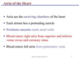 Chapter 18, Cardiovascular System 15
Atria of the Heart
 Atria are the receiving chambers of the heart
 Each atrium has a protruding auricle
 Pectinate muscles mark atrial walls
 Blood enters right atria from superior and inferior
venae cavae and coronary sinus
 Blood enters left atria from pulmonary veins
 