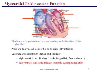 Chapter 18, Cardiovascular System 17
Myocardial Thickness and Function
Thickness of myocardium varies according to the function of the
chamber
Atria are thin walled, deliver blood to adjacent ventricles
Ventricle walls are much thicker and stronger
 right ventricle supplies blood to the lungs (little flow resistance)
 left ventricle wall is the thickest to supply systemic circulation
 