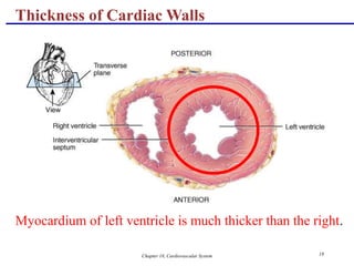 Chapter 18, Cardiovascular System 18
Thickness of Cardiac Walls
Myocardium of left ventricle is much thicker than the right.
 