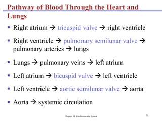Chapter 18, Cardiovascular System 21
Pathway of Blood Through the Heart and
Lungs
 Right atrium  tricuspid valve  right ventricle
 Right ventricle  pulmonary semilunar valve 
pulmonary arteries  lungs
 Lungs  pulmonary veins  left atrium
 Left atrium  bicuspid valve  left ventricle
 Left ventricle  aortic semilunar valve  aorta
 Aorta  systemic circulation
 