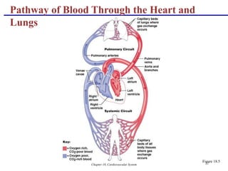 Chapter 18, Cardiovascular System 22
Pathway of Blood Through the Heart and
Lungs
Figure 18.5
 