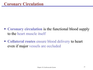 Chapter 18, Cardiovascular System 23
Coronary Circulation
 Coronary circulation is the functional blood supply
to the heart muscle itself
 Collateral routes ensure blood delivery to heart
even if major vessels are occluded
 