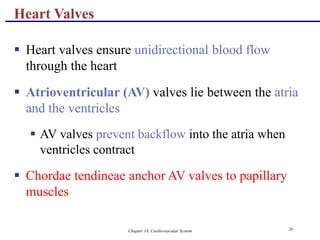 Chapter 18, Cardiovascular System 26
Heart Valves
 Heart valves ensure unidirectional blood flow
through the heart
 Atrioventricular (AV) valves lie between the atria
and the ventricles
 AV valves prevent backflow into the atria when
ventricles contract
 Chordae tendineae anchor AV valves to papillary
muscles
 