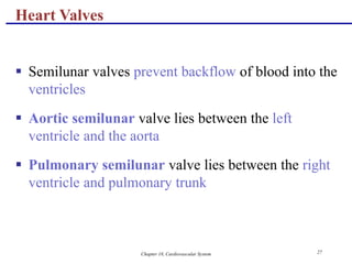 Chapter 18, Cardiovascular System 27
Heart Valves
 Semilunar valves prevent backflow of blood into the
ventricles
 Aortic semilunar valve lies between the left
ventricle and the aorta
 Pulmonary semilunar valve lies between the right
ventricle and pulmonary trunk
 