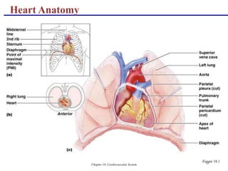 Chapter 18, Cardiovascular System 3
Heart Anatomy
Figure 18.1
 