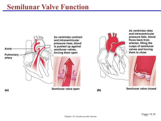 Chapter 18, Cardiovascular System 31
Semilunar Valve Function
Figure 18.10
 