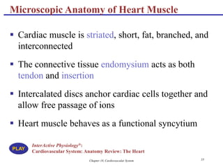 Chapter 18, Cardiovascular System 33
Microscopic Anatomy of Heart Muscle
 Cardiac muscle is striated, short, fat, branched, and
interconnected
 The connective tissue endomysium acts as both
tendon and insertion
 Intercalated discs anchor cardiac cells together and
allow free passage of ions
 Heart muscle behaves as a functional syncytium
InterActive Physiology®:
Cardiovascular System: Anatomy Review: The Heart
PLAY
 