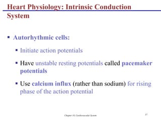 Chapter 18, Cardiovascular System 37
Heart Physiology: Intrinsic Conduction
System
 Autorhythmic cells:
 Initiate action potentials
 Have unstable resting potentials called pacemaker
potentials
 Use calcium influx (rather than sodium) for rising
phase of the action potential
 