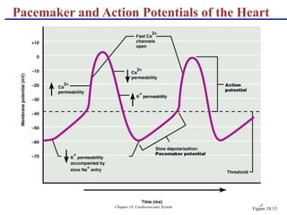 Chapter 18, Cardiovascular System 38
Pacemaker and Action Potentials of the Heart
Figure 18.13
 