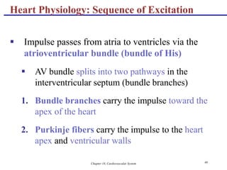 Chapter 18, Cardiovascular System 40
Heart Physiology: Sequence of Excitation
 Impulse passes from atria to ventricles via the
atrioventricular bundle (bundle of His)
 AV bundle splits into two pathways in the
interventricular septum (bundle branches)
1. Bundle branches carry the impulse toward the
apex of the heart
2. Purkinje fibers carry the impulse to the heart
apex and ventricular walls
 