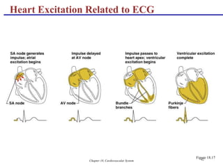 Chapter 18, Cardiovascular System 42
Heart Excitation Related to ECG
Figure 18.17
 