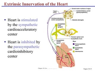 Chapter 18, Cardiovascular System 43
Extrinsic Innervation of the Heart
 Heart is stimulated
by the sympathetic
cardioacceleratory
center
 Heart is inhibited by
the parasympathetic
cardioinhibitory
center
Figure 18.15
 