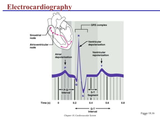 Chapter 18, Cardiovascular System 45
Electrocardiography
Figure 18.16
 