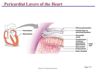 Chapter 18, Cardiovascular System 6
Pericardial Layers of the Heart
Figure 18.2
 